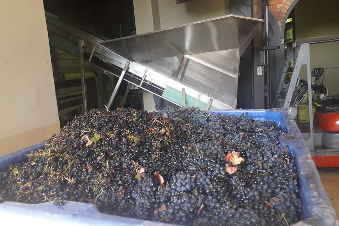 From CapeTown: Stellenbosch Half Day Wine Tour - First tasting: six wines with cheese choices