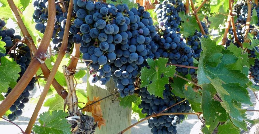 From Catania: Mount Etna Half-Day Tour and Wine Experience - Why this tour works so well from Catania