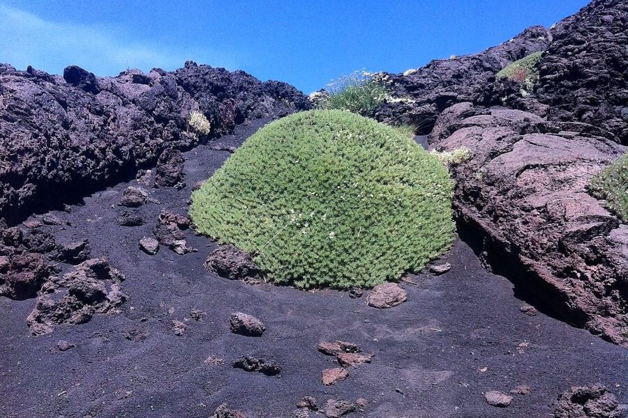 From Catania: Mount Etna Half-Day Tour and Wine Experience - The drive from Catania to the volcano