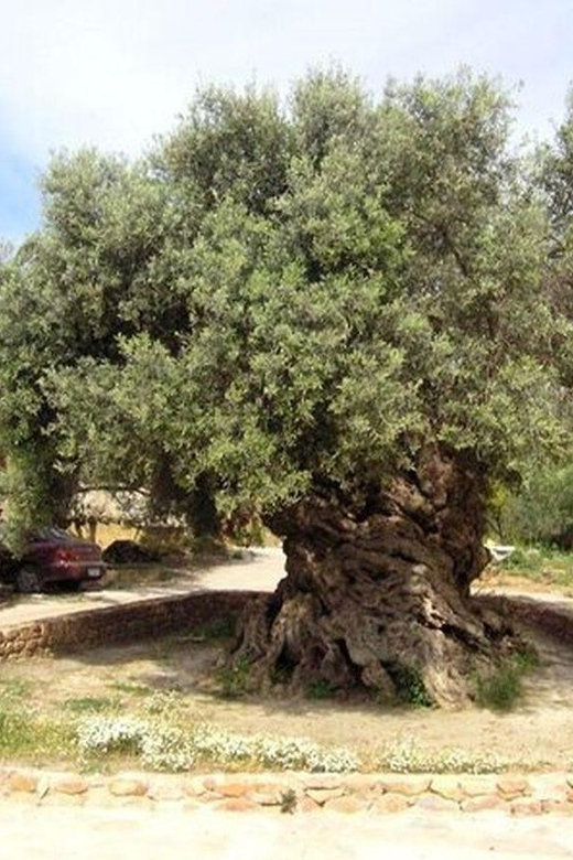 From Chania: Olive Oil, Wine, Cheese & Honey Tasting Tour - Transport, timing, and group size