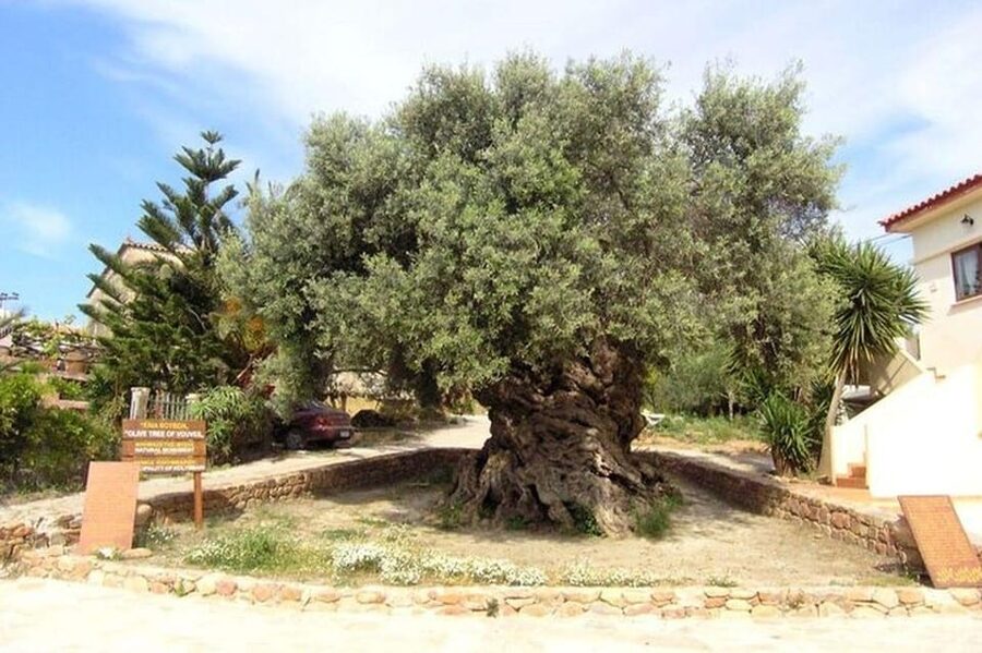 From Chania: Olive Oil, Wine, Cheese & Honey Tasting Tour - Who should book this day out?