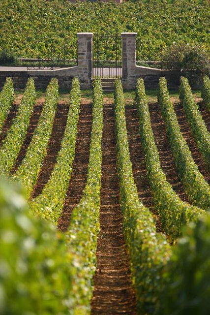 From: Dijon/Beaune: Burgundy Region Winery Tour with Lunch - The family-run winery is the day’s main tasting