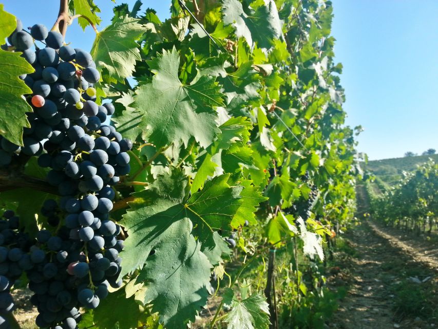 From Florence: Chianti Tour with Two Wine and Food Tastings - FAQ