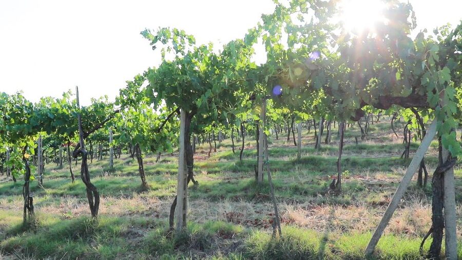 From Florence: Chianti Tour with Two Wine and Food Tastings - The Optional Cooking Class and Lunch