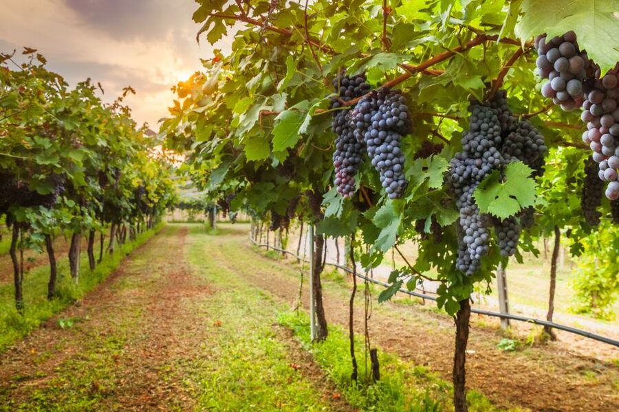 From Florence: Chianti Wine Tour with Tasting - Should you book the Chianti tour from Florence?