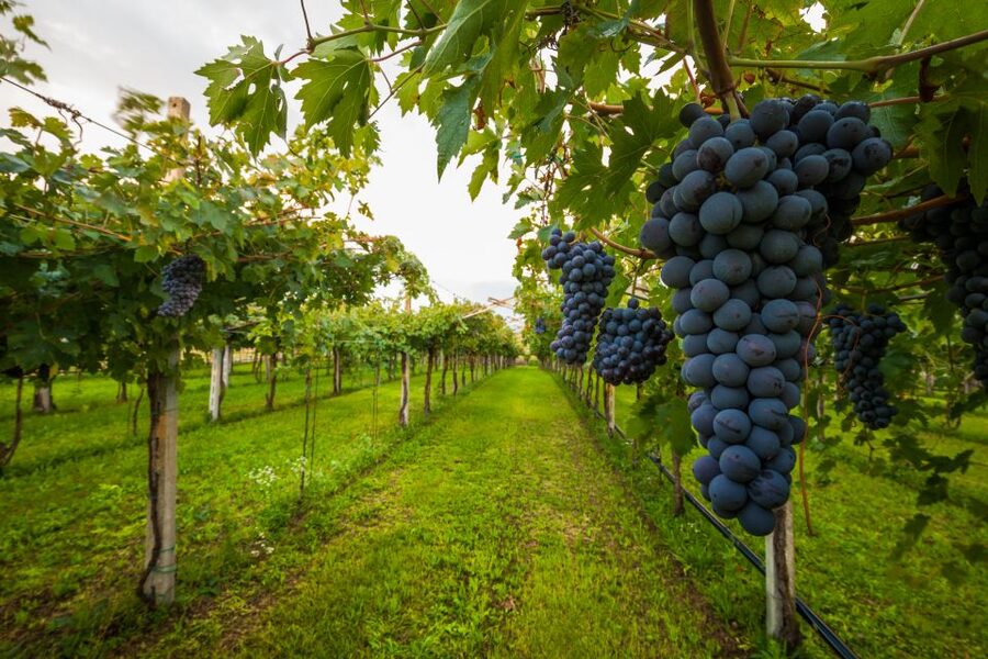 From Florence: Chianti Wine Tour with Tasting - First winery: a closer look at Tuscan wine