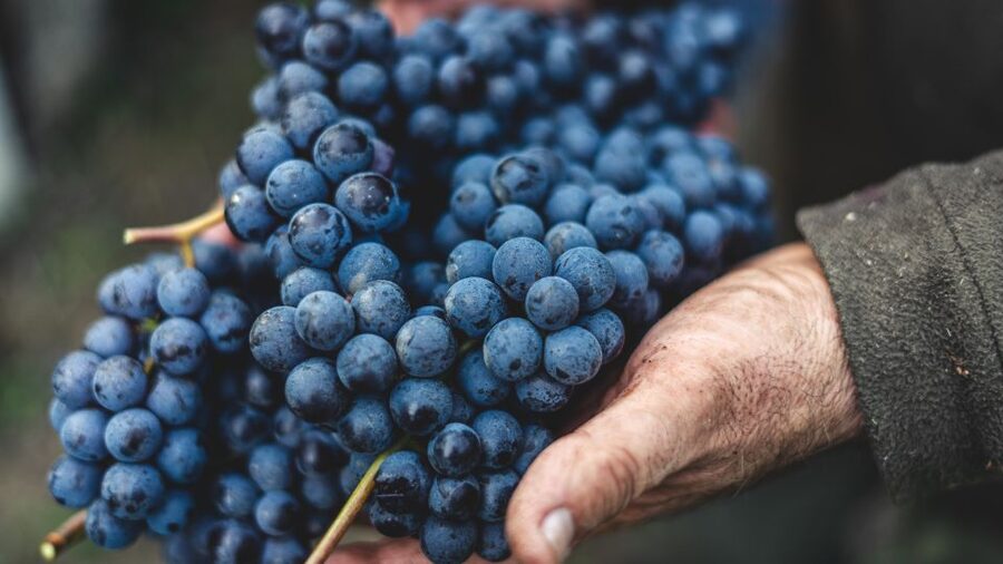 From Florence: Private Chianti Hills Tour with Tasting - The second winery and the wine-making story