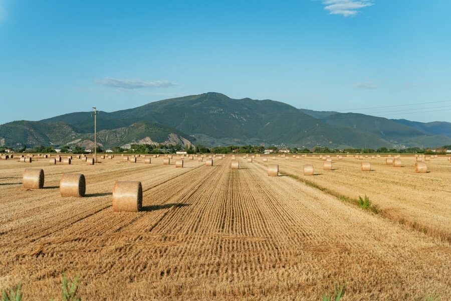 From Florence: Siena, San Gimignano, Pisa & Lunch at Winery - The Chianti winery lunch is the real centerpiece