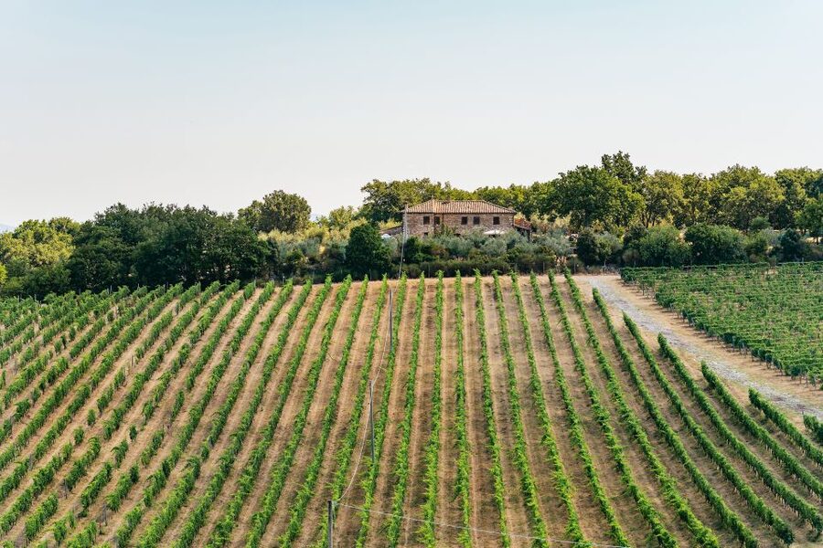From Florence: Small Group Wine Tasting Tour to Tuscany - What the six tastings really offer