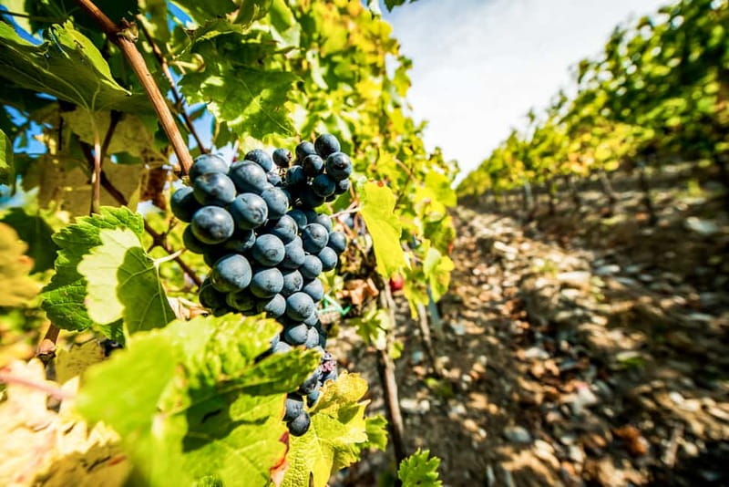 From Florence: Tuscany Wine & Food Tour with Guide - Starting near Florence Santa Maria Novella