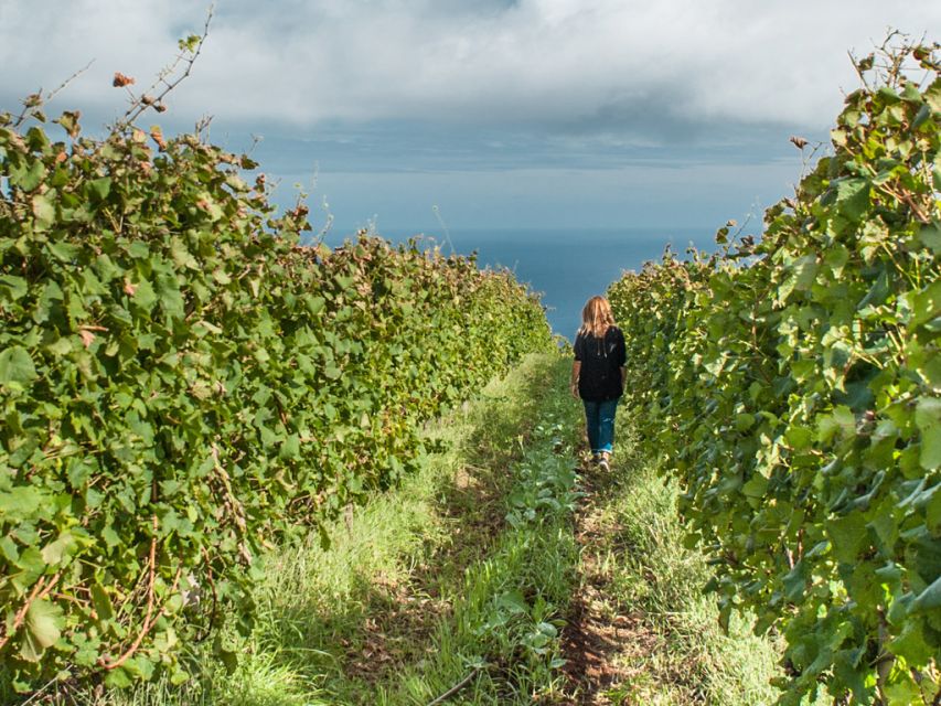 From Funchal: Full-Day Madeira Wine Tour with Lunch - Blandy’s Wine Lodges: Madeira wine begins in Funchal