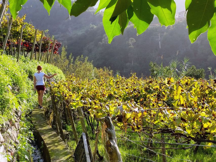 From Funchal: Full-Day Madeira Wine Tour with Lunch - Quinta do Barbusano and the best meal of the day