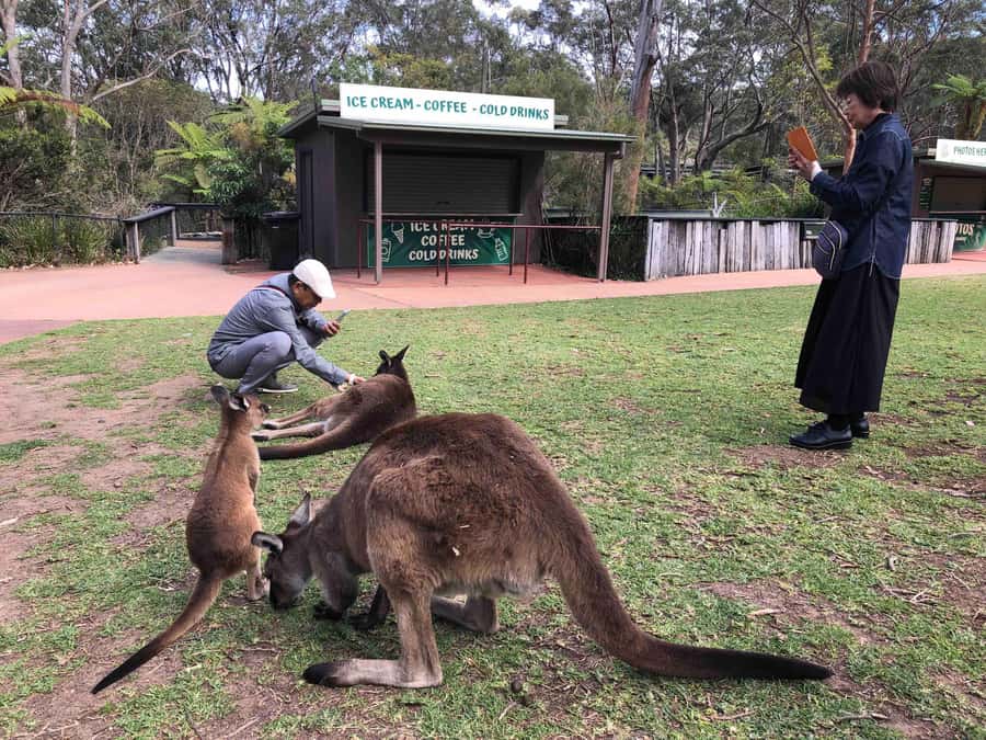From Haymarket: Hunter Valley Wine and Wildlife Day Trip - A full day from Haymarket to Hunter Valley