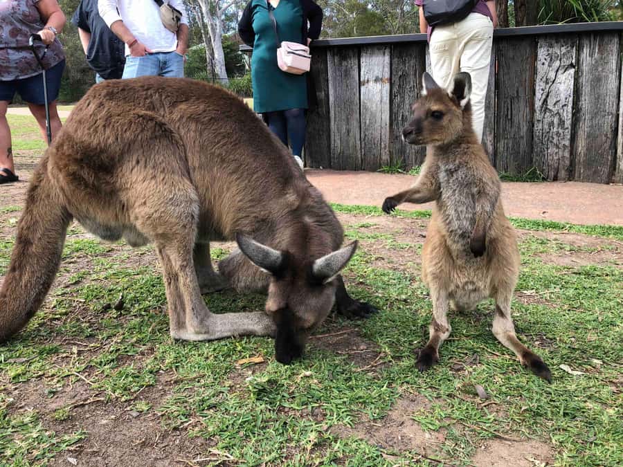 From Haymarket: Hunter Valley Wine and Wildlife Day Trip - Chocolate and cheese before the vineyards