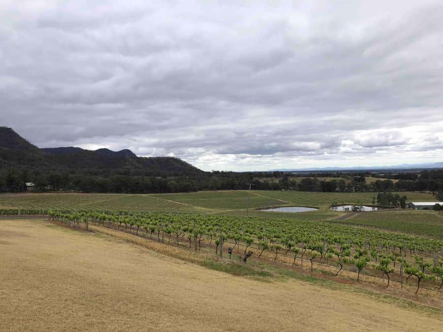 From Haymarket: Hunter Valley Wine and Wildlife Day Trip - Lunch in wine country, with a picnic option