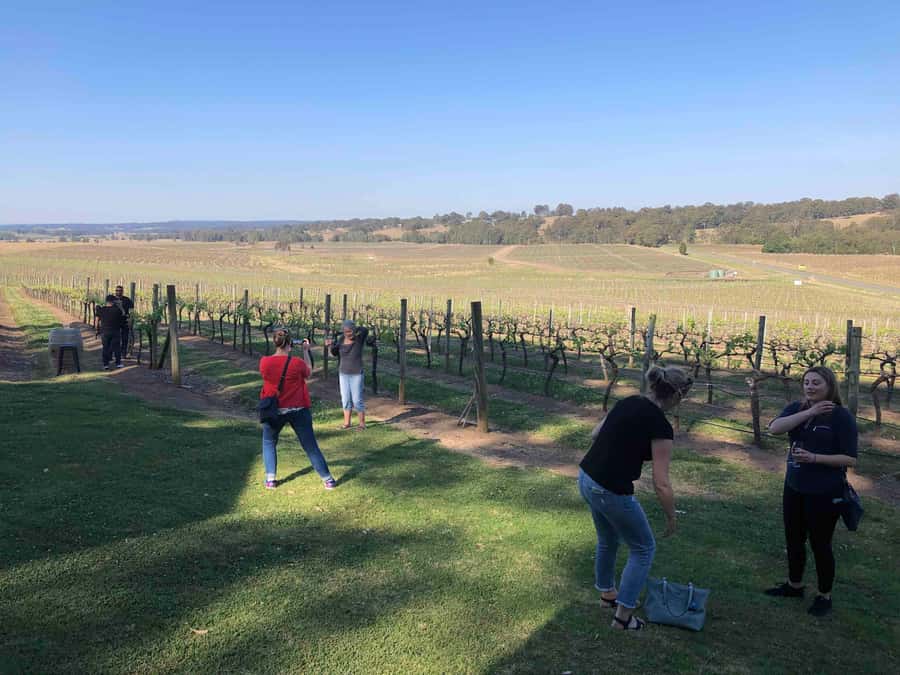 From Haymarket: Hunter Valley Wine and Wildlife Day Trip - The scenery between tastings