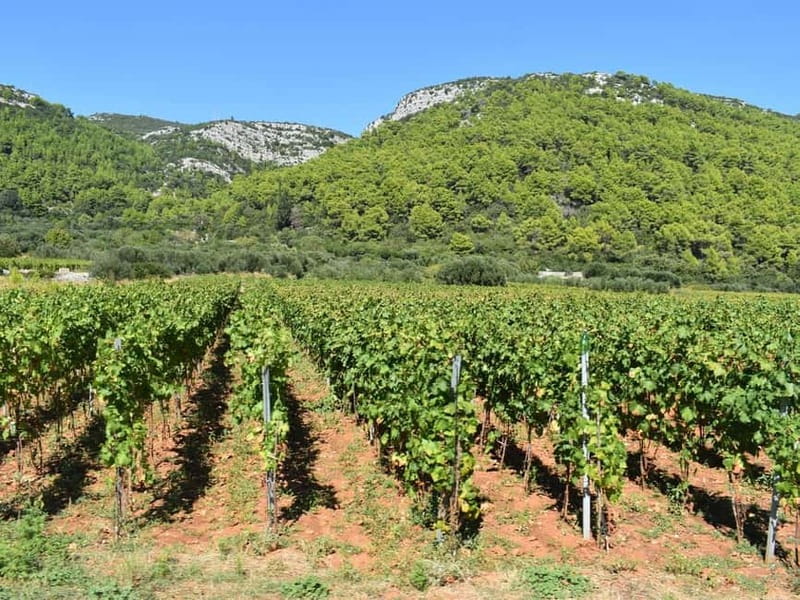 From Korcula Town: Local Wine & Sightseeing Half-Day Tour - A second village and a different winery