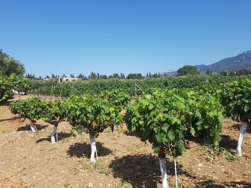 From Kos: Tour of 2 Wineries with Wine Tasting & Small Bites - Key points at a glance