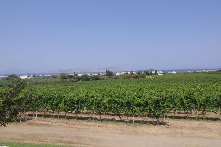 From Kos: Tour of 2 Wineries with Wine Tasting & Small Bites - What the food pairing is really like