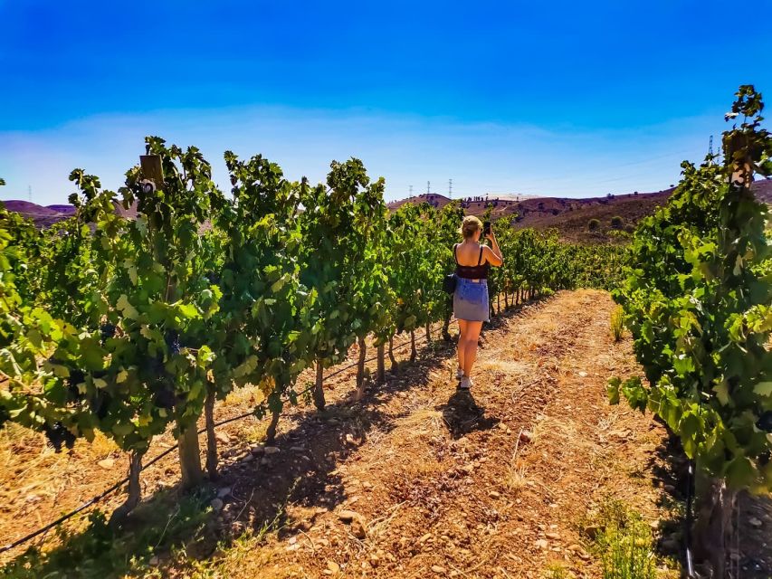 From Lagos: Small-Group 4-Hour Wine Tasting Tour - Booking details worth knowing