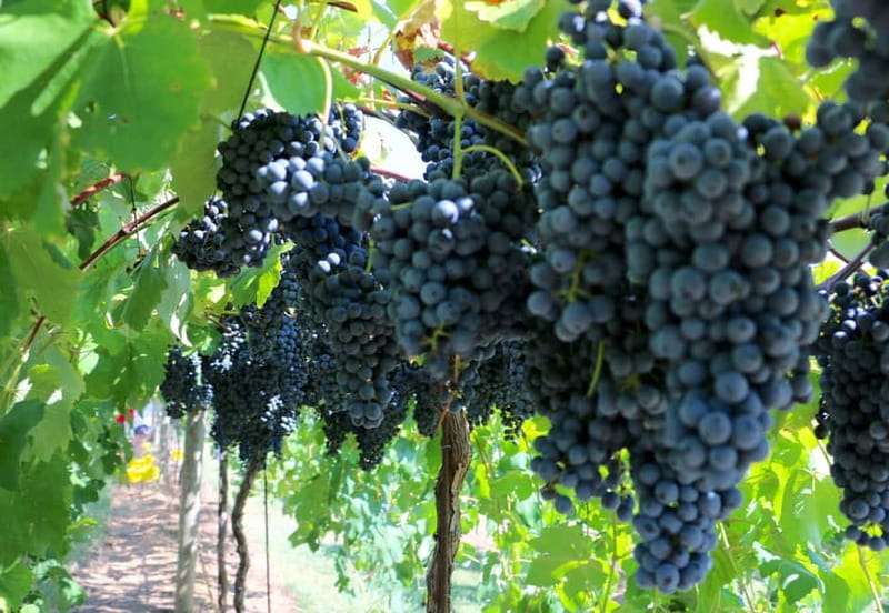 From Lake Garda: Valpolicella Wine & Lunch Guided Trip - Lunch at a local agriturismo