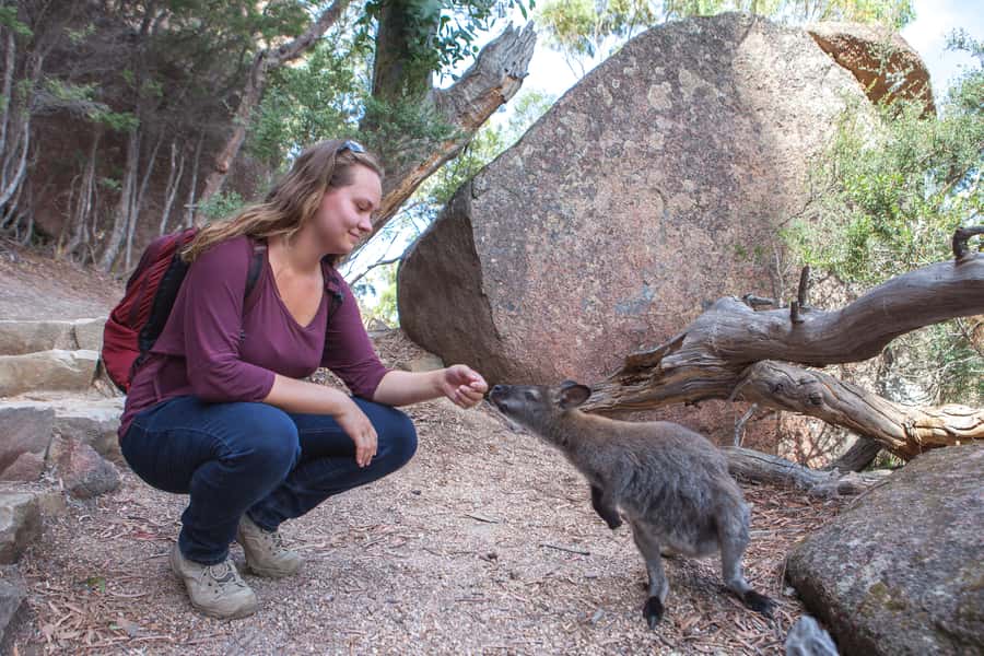 From Launceston: Full-Day Wineglass Bay Explorer Active Tour - Devil’s Corner Winery after the walking