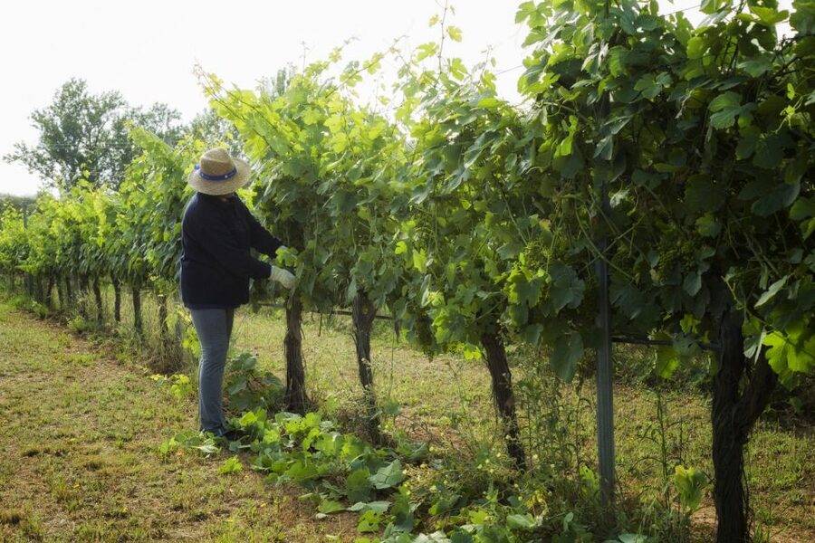 From Lisbon: Évora Wine & Heritage Tour - Market colors and time to eat