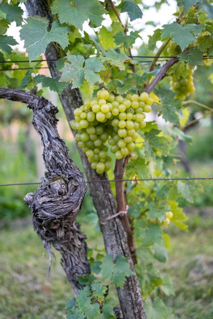 From Ljubljana: Vipava Valley Wine Express Tour - Seven samples, generous pours, and a sensible pace