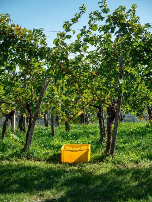 From Ljubljana: Vipava Valley Wine Express Tour - What the five-hour schedule feels like