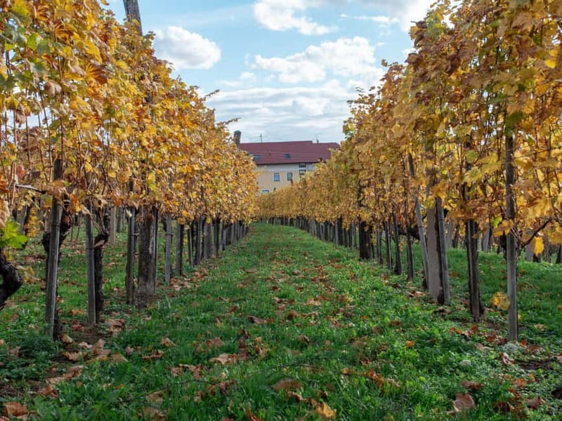 From Ljubljana: Vipava Valley Wine Express Tour - Who will get the most from this tour