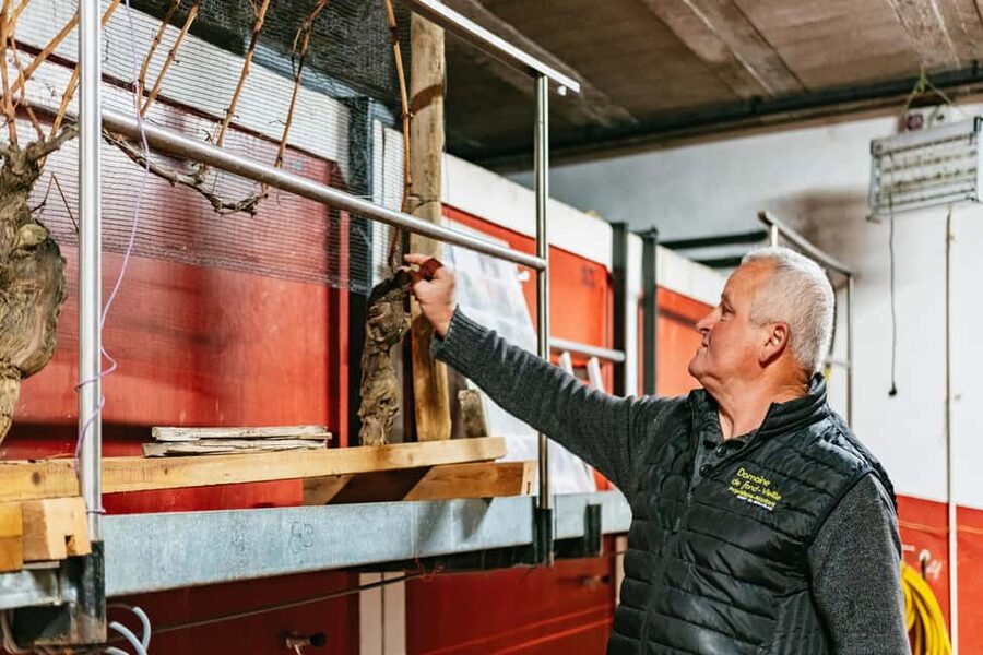 From Lyon: Golden Stones Beaujolais Wine Tasting Tour - Why Southern Beaujolais makes a good escape from Lyon