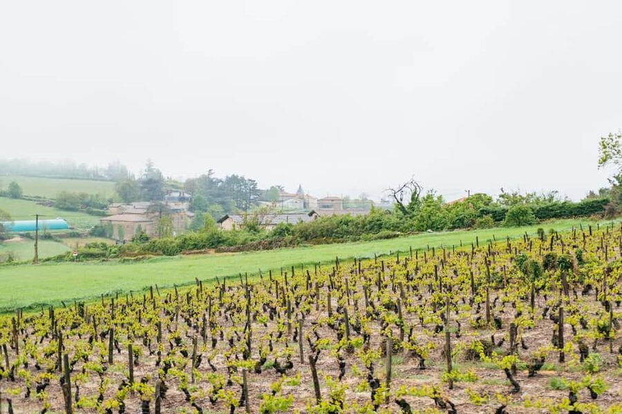 From Lyon: Golden Stones Beaujolais Wine Tasting Tour - Oingt and the golden-stone villages