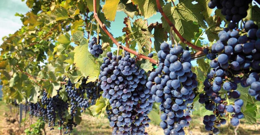 From Madrid: Alcalá de Henares, Winery Tour & Wine Tasting - Why This Six-Hour Trip Works