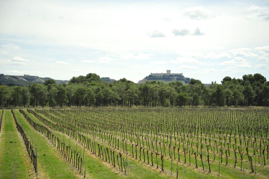From Madrid: Ribera del Duero Tour of 3 Wineries w/ Tastings - The first winery: modern craft and careful presentation