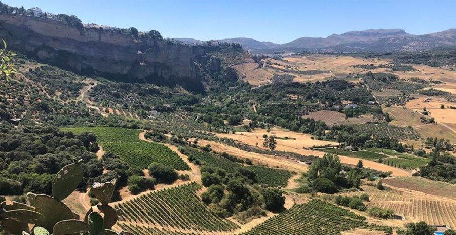 From Marbella: Ronda Tour Wineries Tour with Lunch - Key points at a glance
