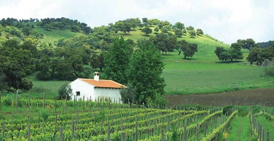 From Marbella: Ronda Tour Wineries Tour with Lunch - Why this day trip works from Marbella