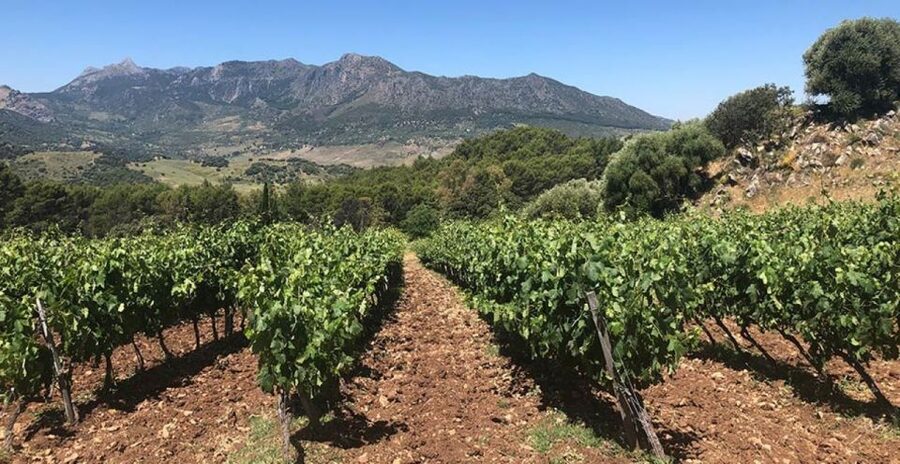 From Marbella: Ronda Tour Wineries Tour with Lunch - Free time in Ronda before the tastings