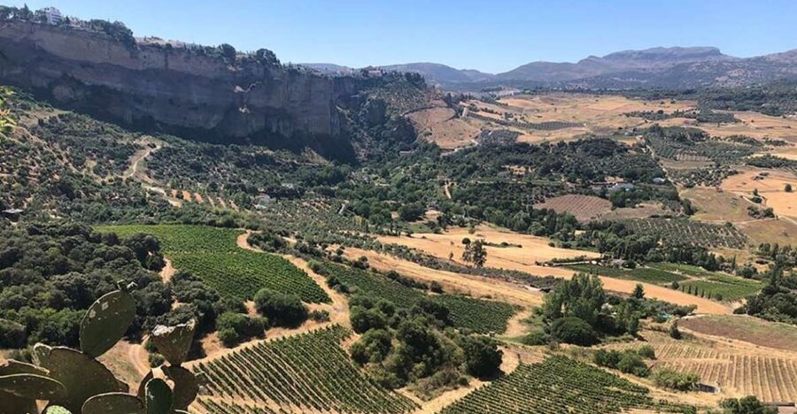 From Marbella: Ronda Tour Wineries Tour with Lunch - Second winery: natural wines and a terrace lunch