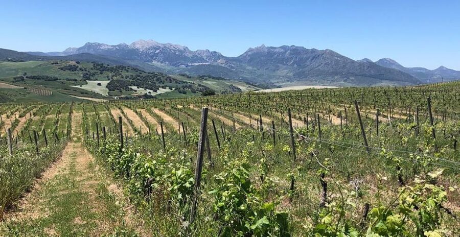 From Marbella: Ronda Tour Wineries Tour with Lunch - The mountain road to Ronda