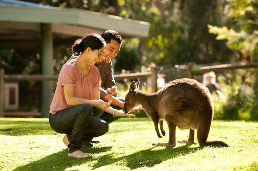 From Melbourne: Yarra Valley Wildlife & Wine Day Tour - From Melbourne to the Yarra Valley
