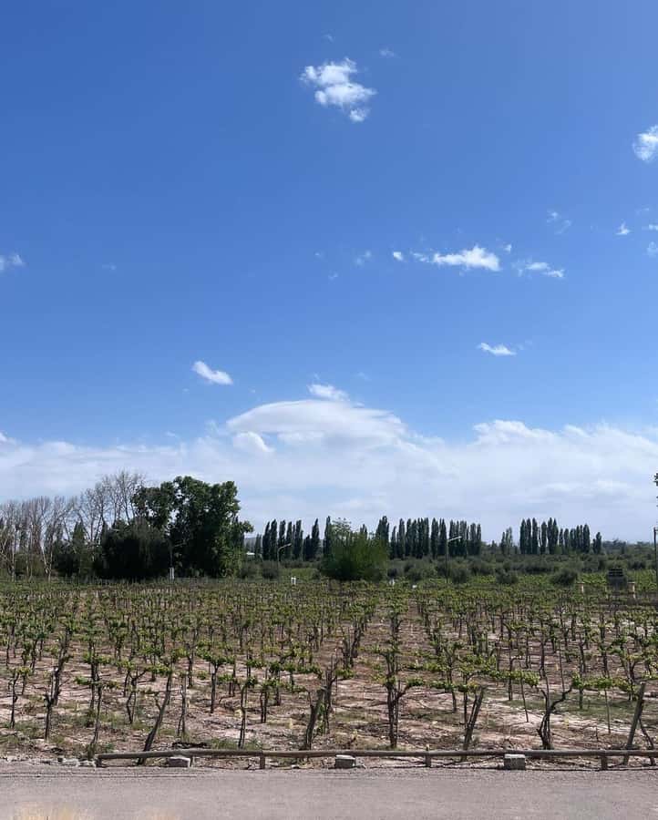 From Mendoza: 3 Wineries, Olive Oil Factory Tour & Tasting - Five things to know before booking