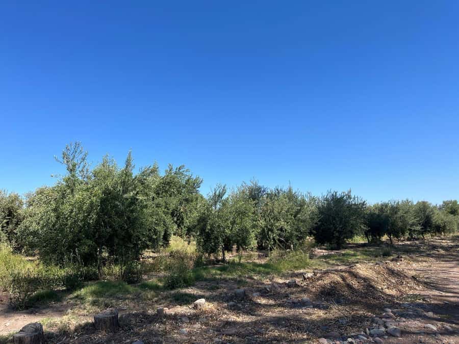 From Mendoza: 3 Wineries, Olive Oil Factory Tour & Tasting - First winery: seeing how the wine is made