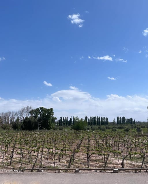 From Mendoza: 3 Wineries, Olive Oil Factory Tour & Tasting - The olive oil factory and a welcome change of flavor