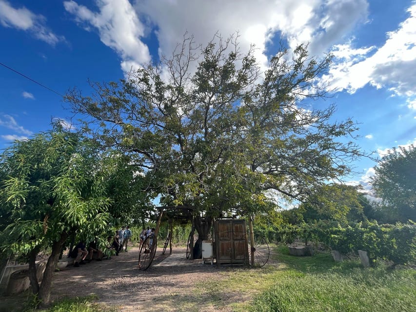 From Mendoza: 3 Wineries, Olive Oil Factory Tour & Tasting - Who should book this Maipú experience?