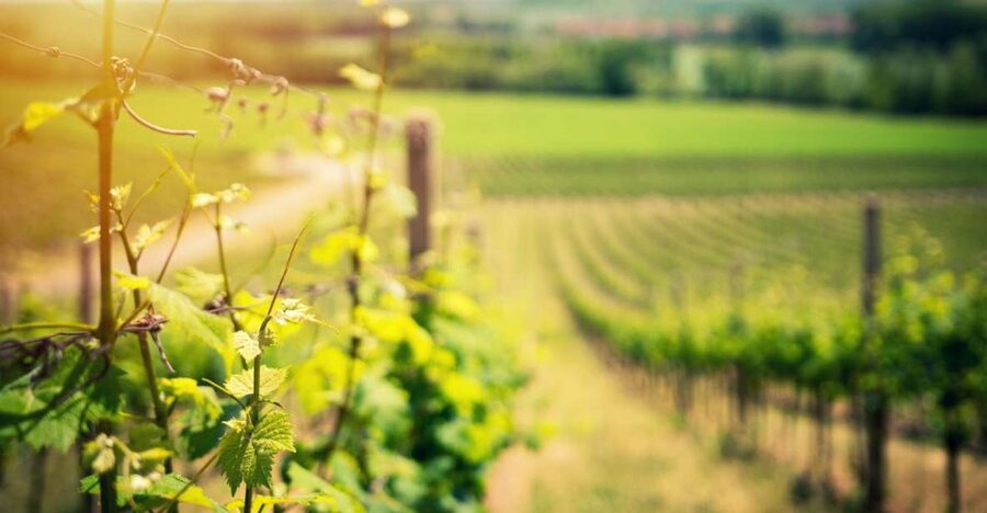 From Naples: Pompeii and Wine Tasting Tour with Lunch - Key points at a glance
