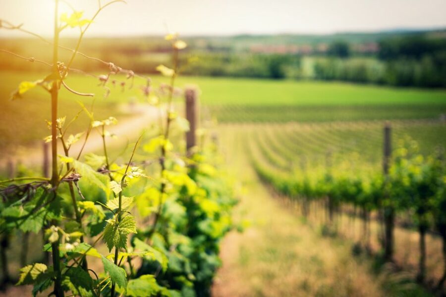 From Naples: Pompeii and Wine Tasting Tour with Lunch - Pompeii: two hours among the ruins