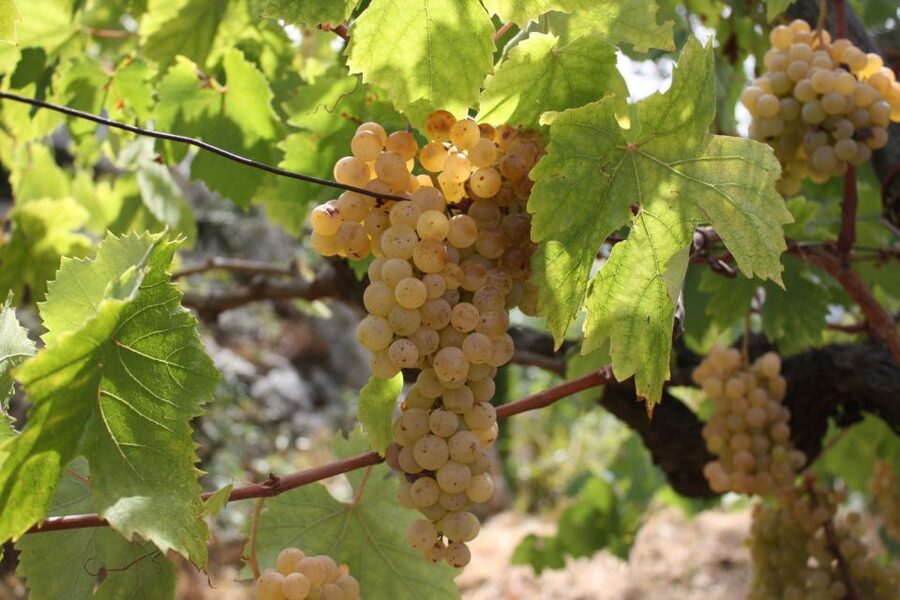From Naples: Pompeii and Wine Tasting Tour with Lunch - How the guides and group setup affect the day