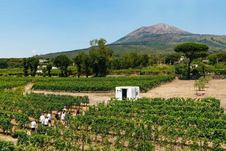 From Naples: Wine Tasting Tour on Vesuvius Slopes with Lunch - The tasting and Mediterranean lunch