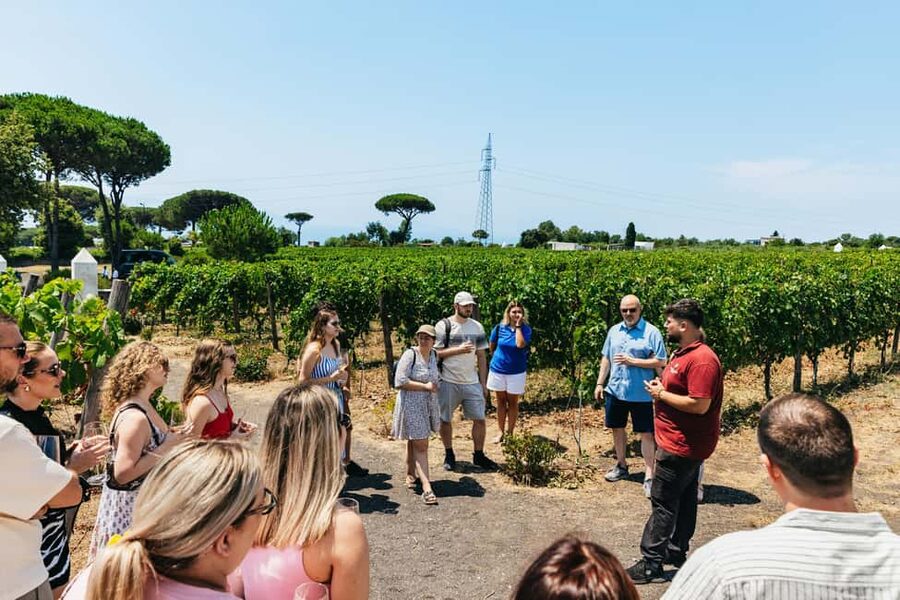 From Naples: Wine Tasting Tour on Vesuvius Slopes with Lunch - Who will get the most from this tour