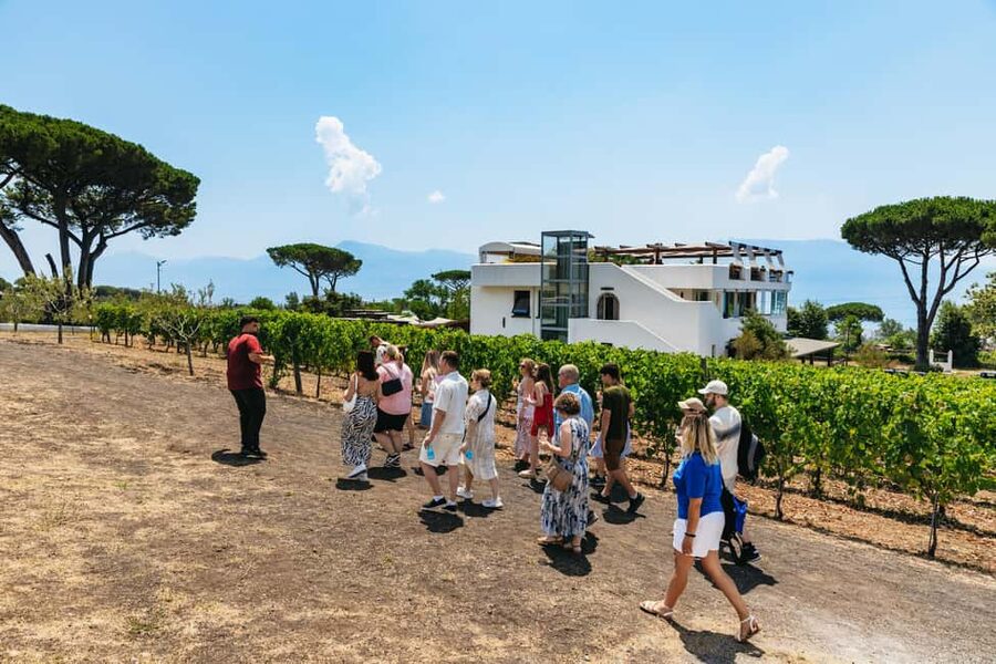 From Naples: Wine Tasting Tour on Vesuvius Slopes with Lunch - Is the experience good value?